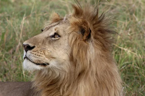 category-wildlife