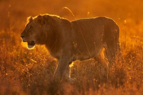 lion-sighting